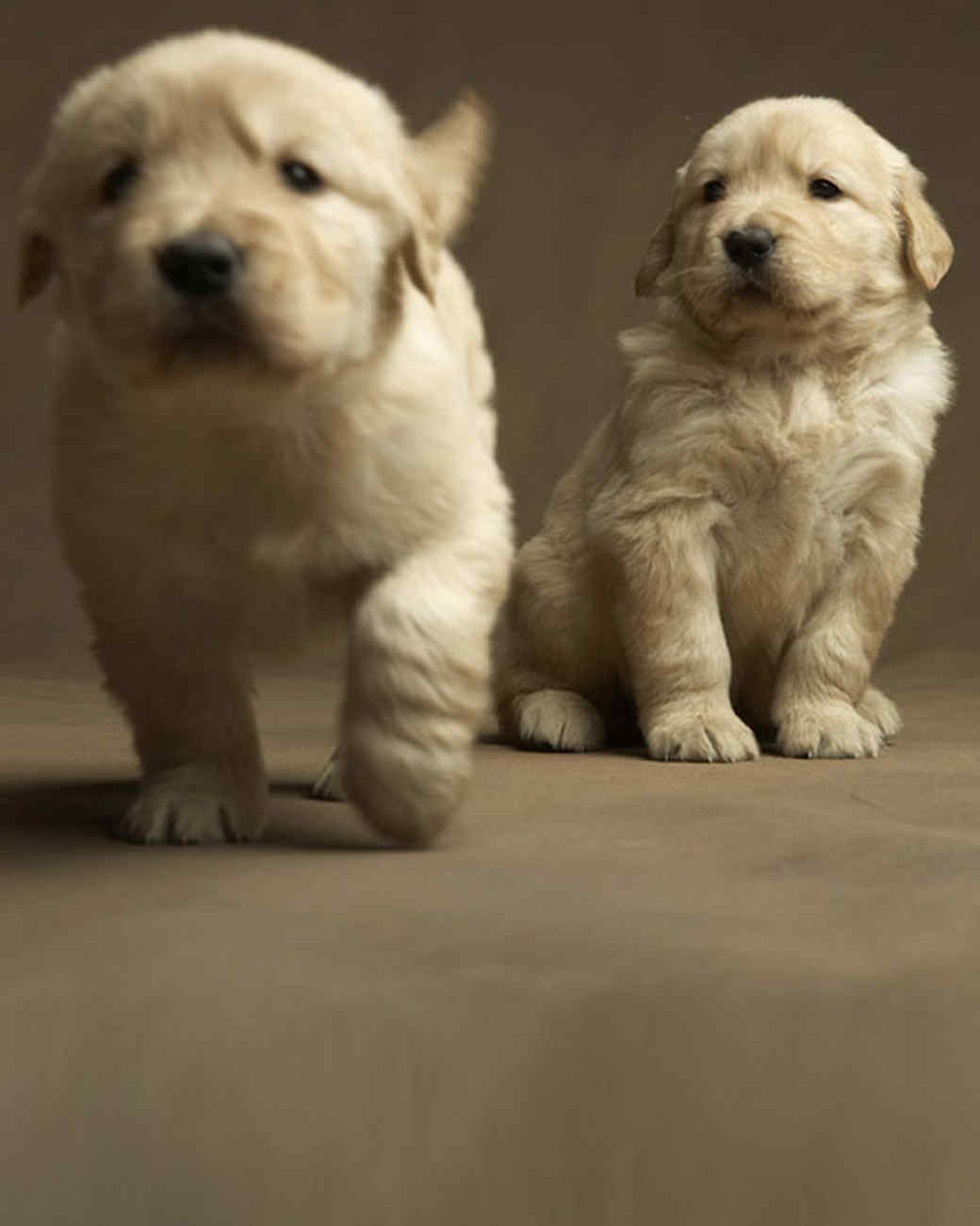 Golden Rule Dog Training Golden Rule Dog Training