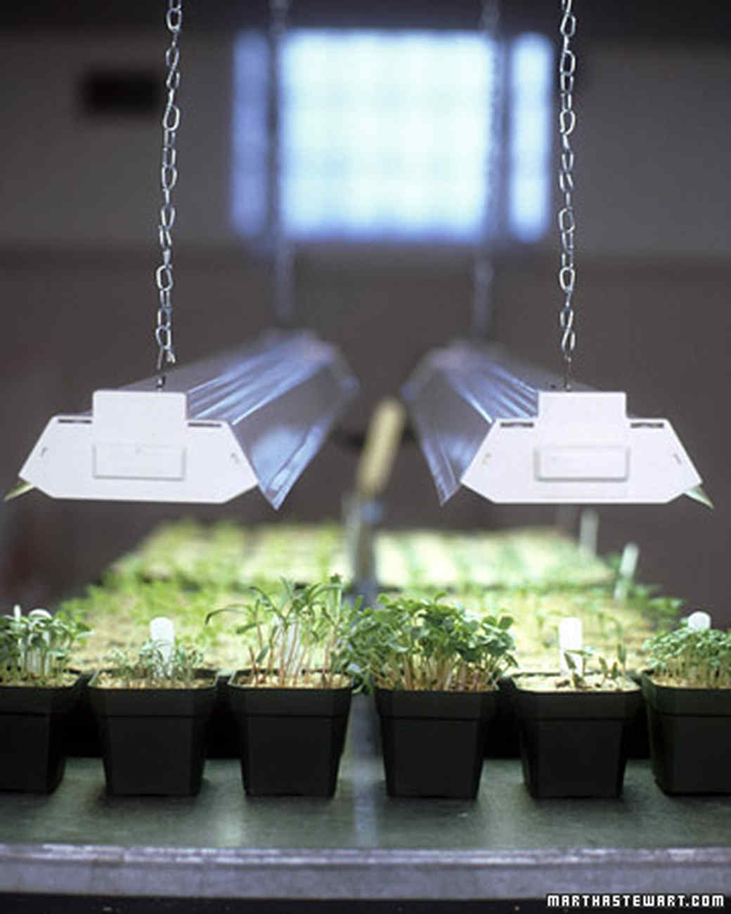 best grow lights for seedlings