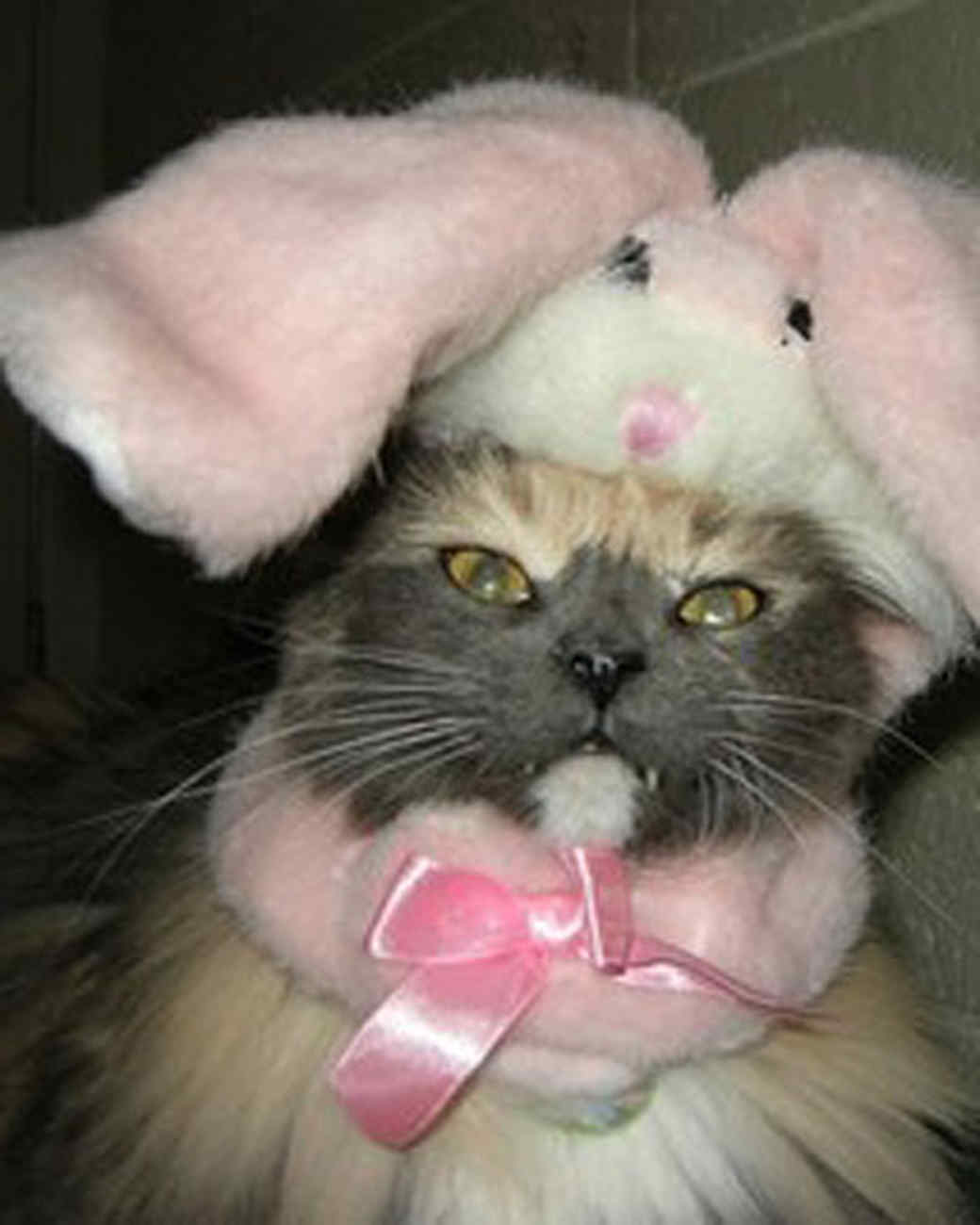 Persian Cats With Hats Persian Cats With Hats