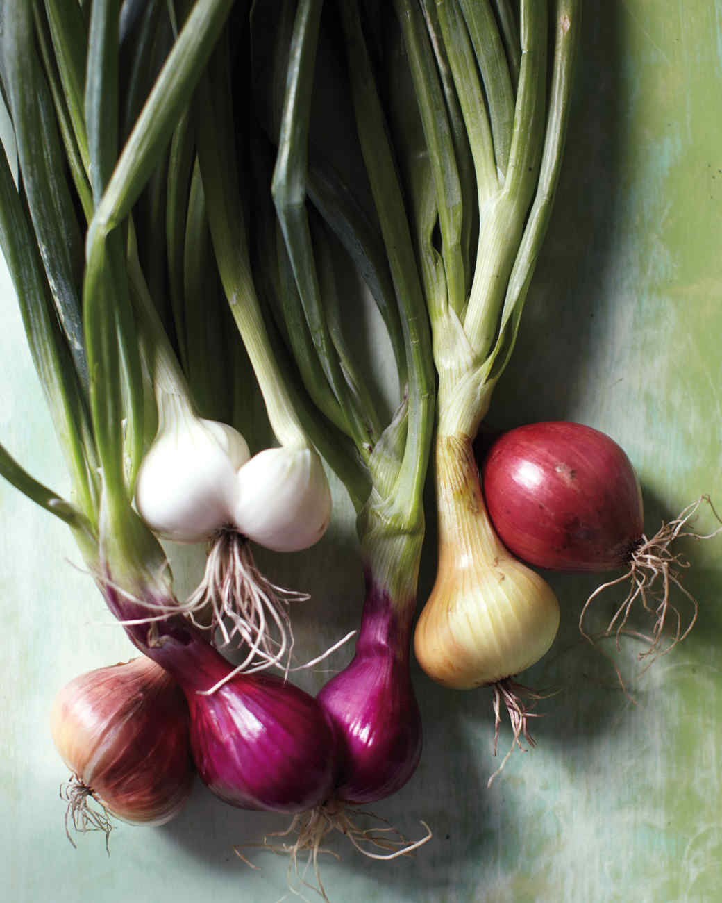 The Early Onion Martha Stewart