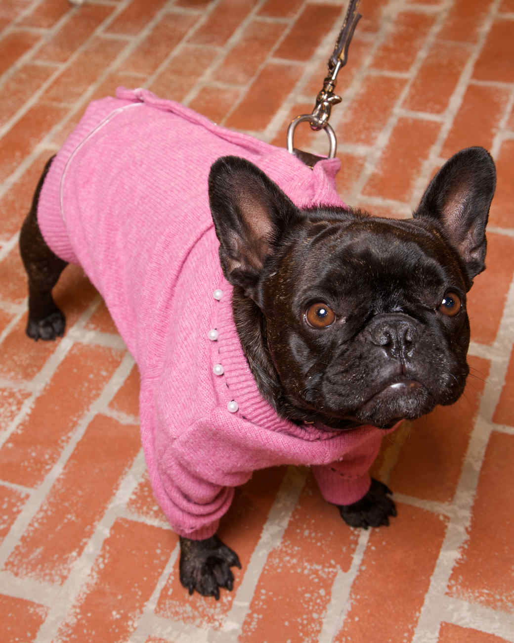 martha stewart dog coats