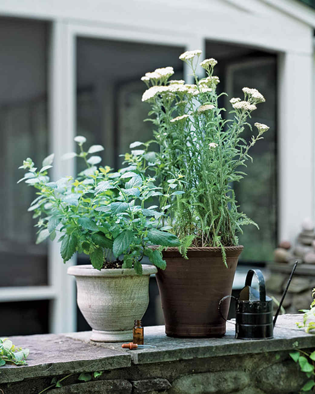 Herb Basics Martha Stewart