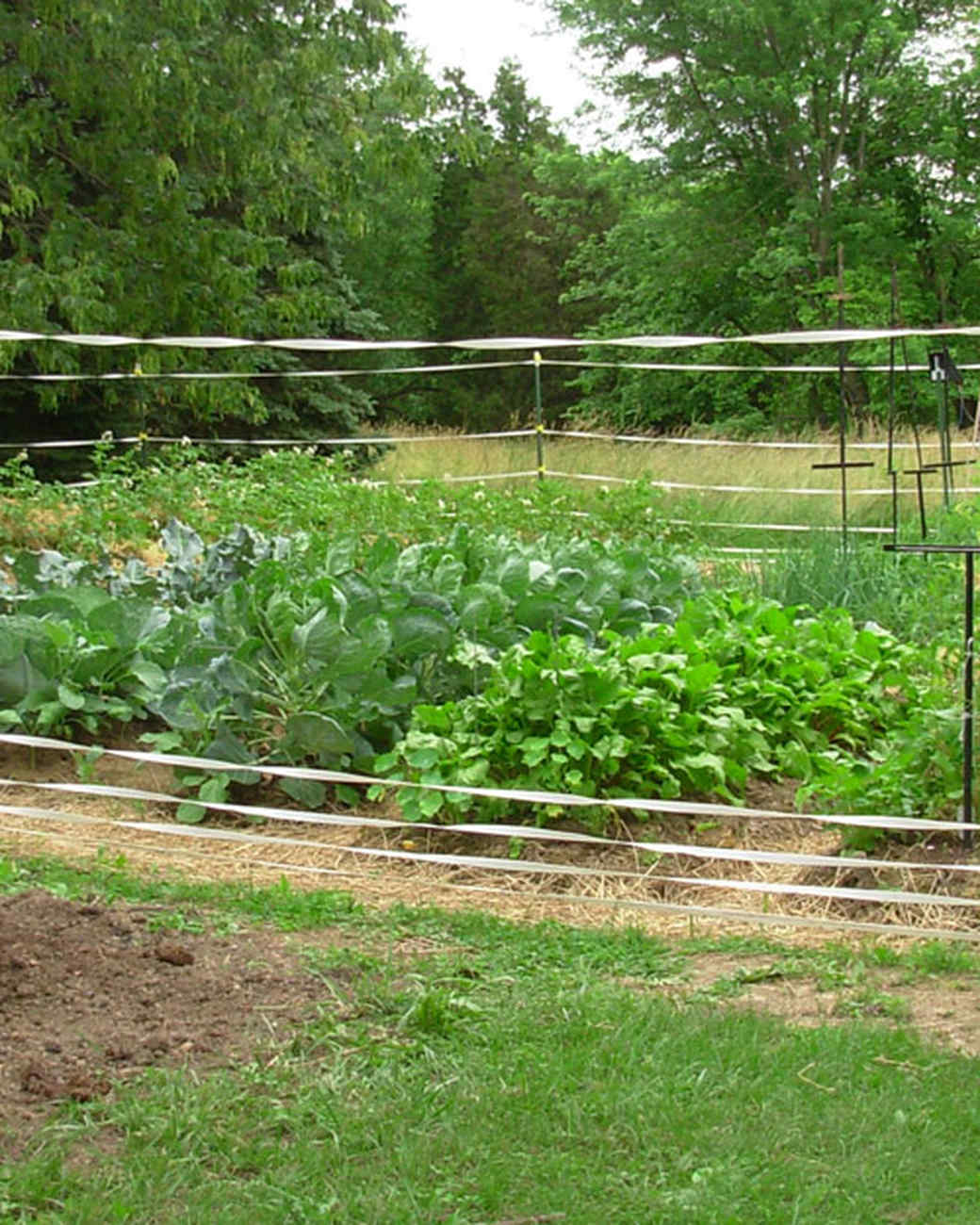 Your Best Vegetable Garden Tips | Martha Stewart