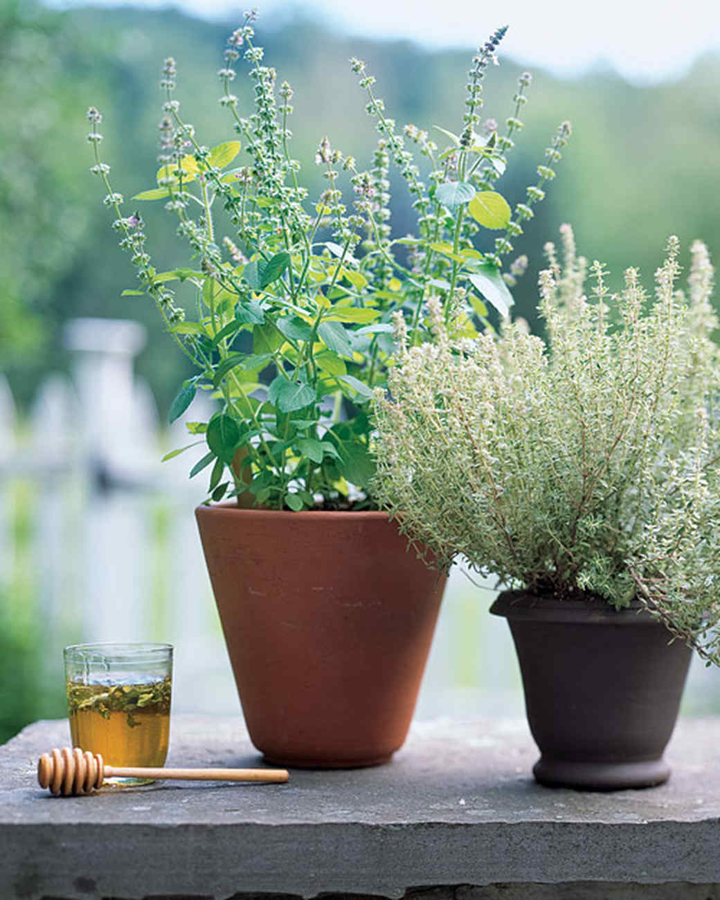 Herb Basics | Martha Stewart