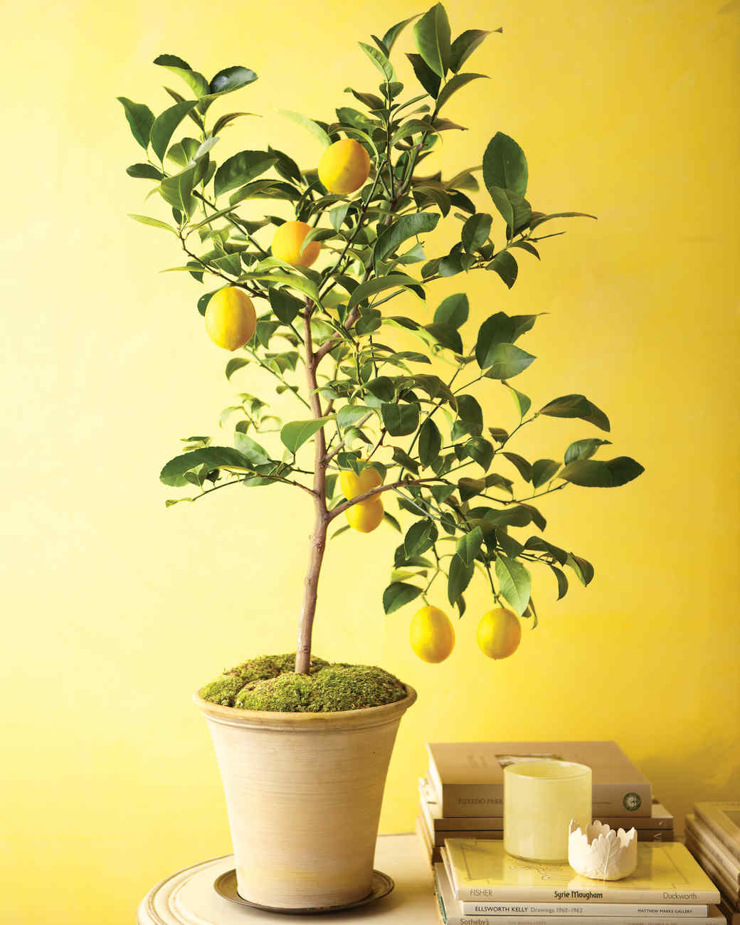 How To Grow Citrus Indoors Martha Stewart