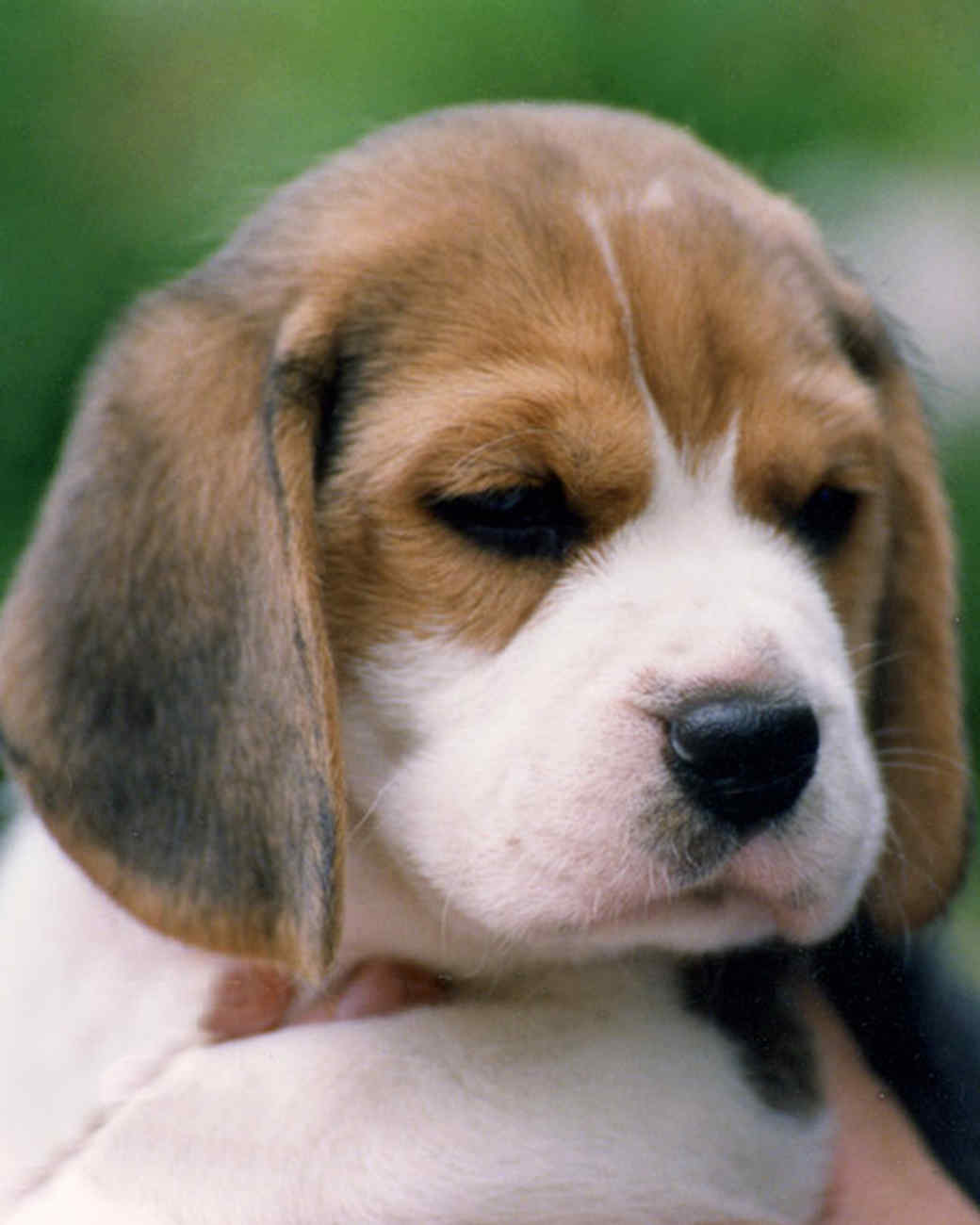 Dog Breeds Allergy Friendly Dog Breeds Allergy Friendly