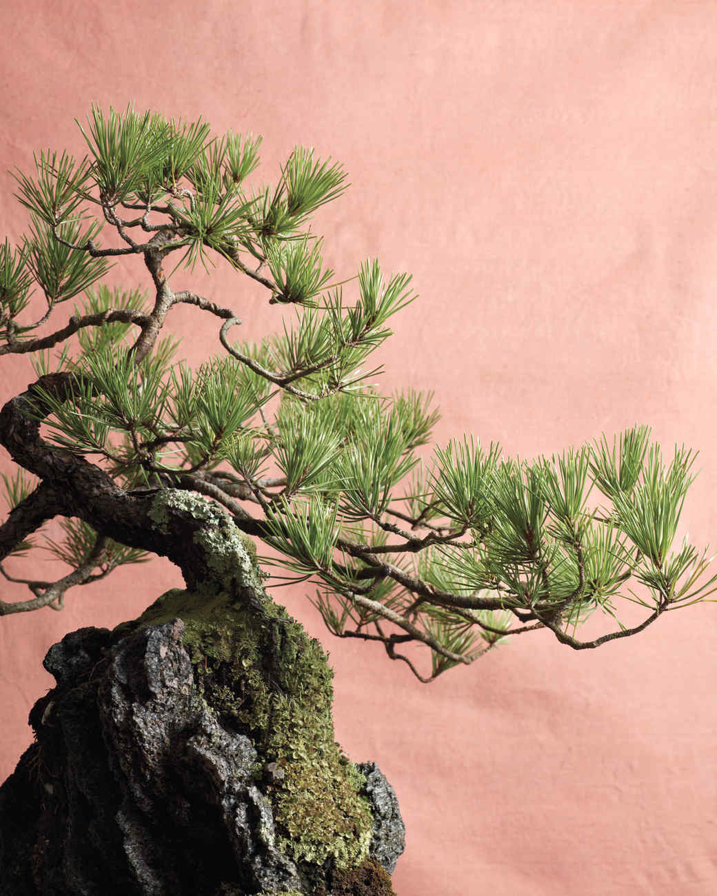 Bonsai Trees Martha Stewart