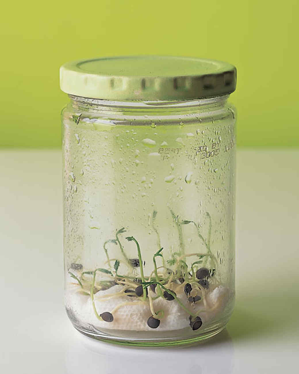 Glass Lentil Glass Lentil