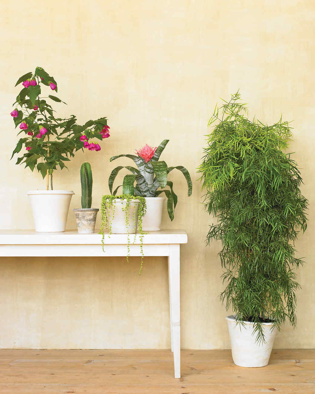 Moving Tips for Transporting Your Houseplants Safely Martha Stewart