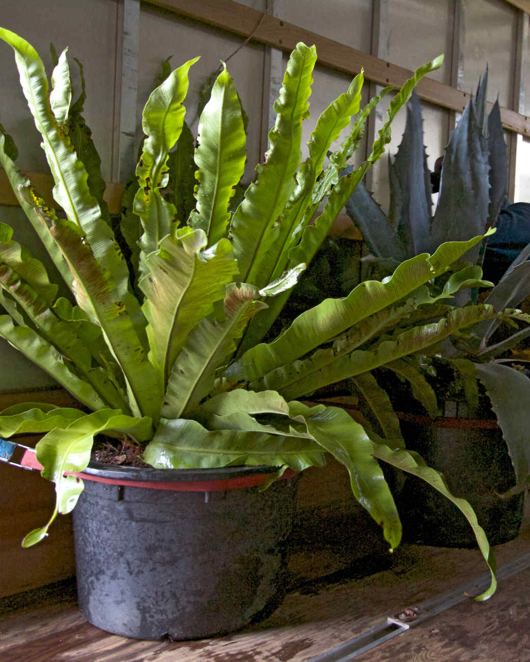 Behind the Scenes Martha's Planters in Maine Martha Stewart