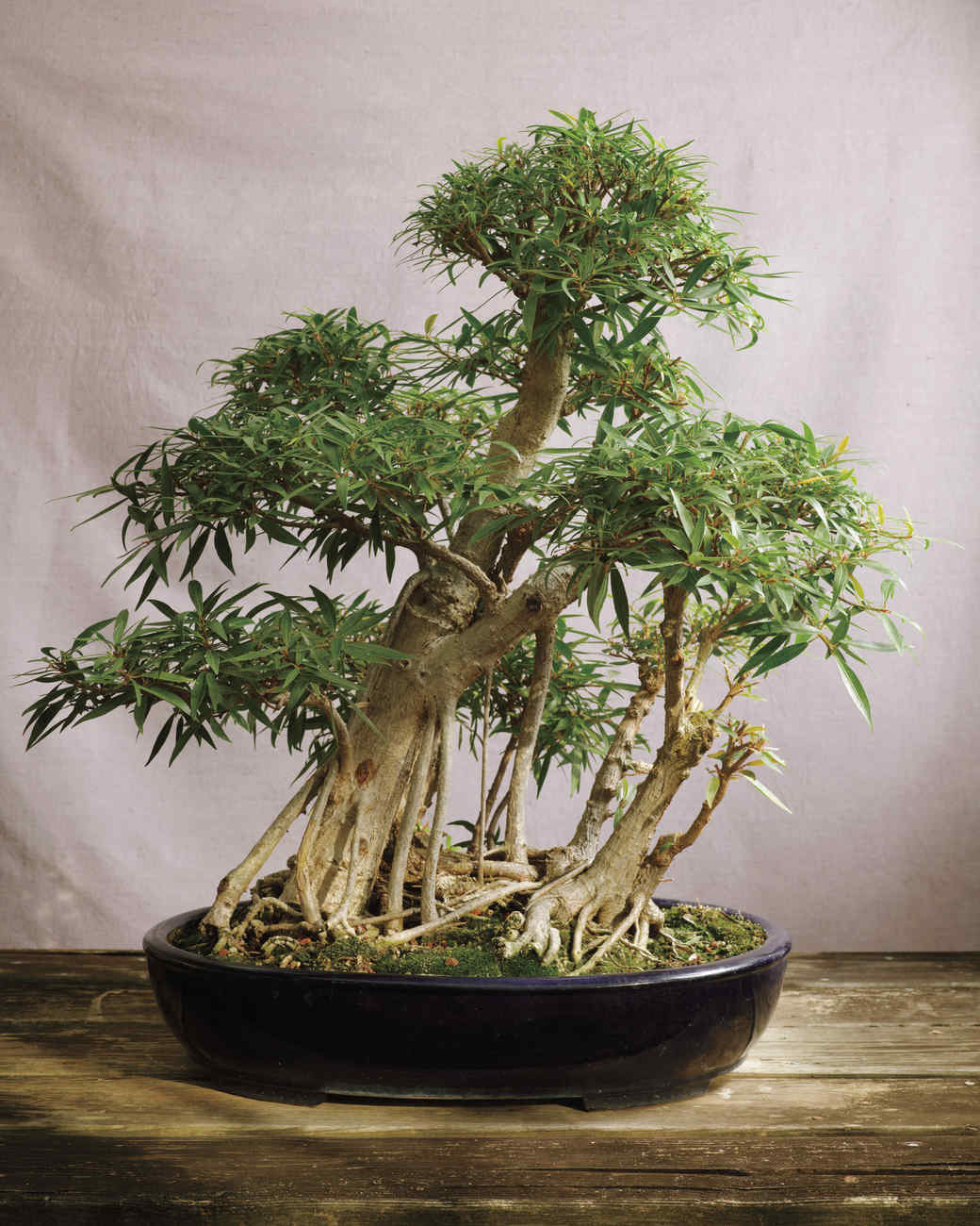 Bonsai Trees Martha Stewart