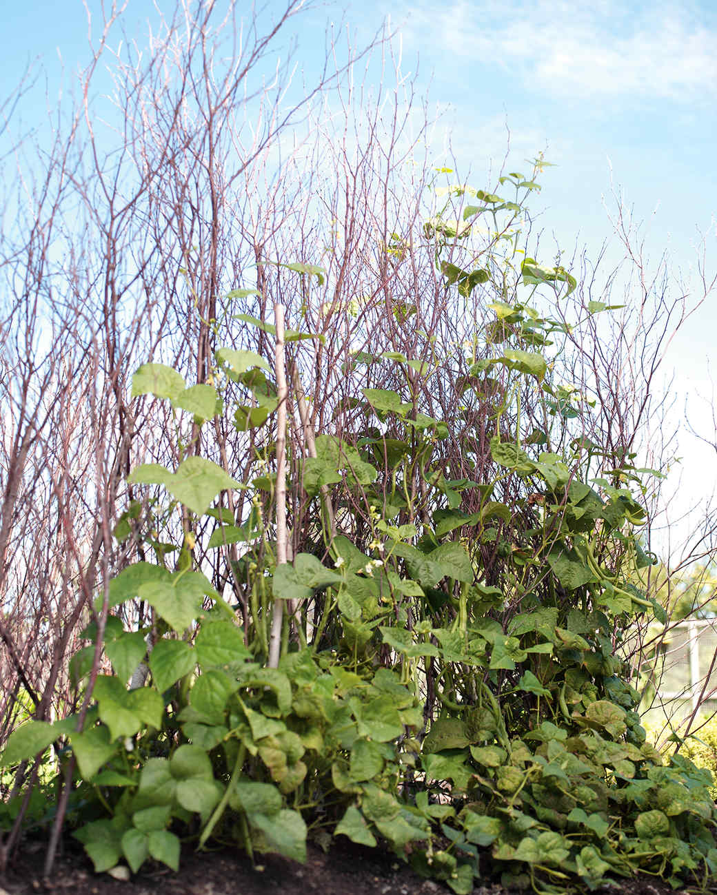 What to Grow in Your Balcony Ve able Garden mld 0308 birchbeans vert