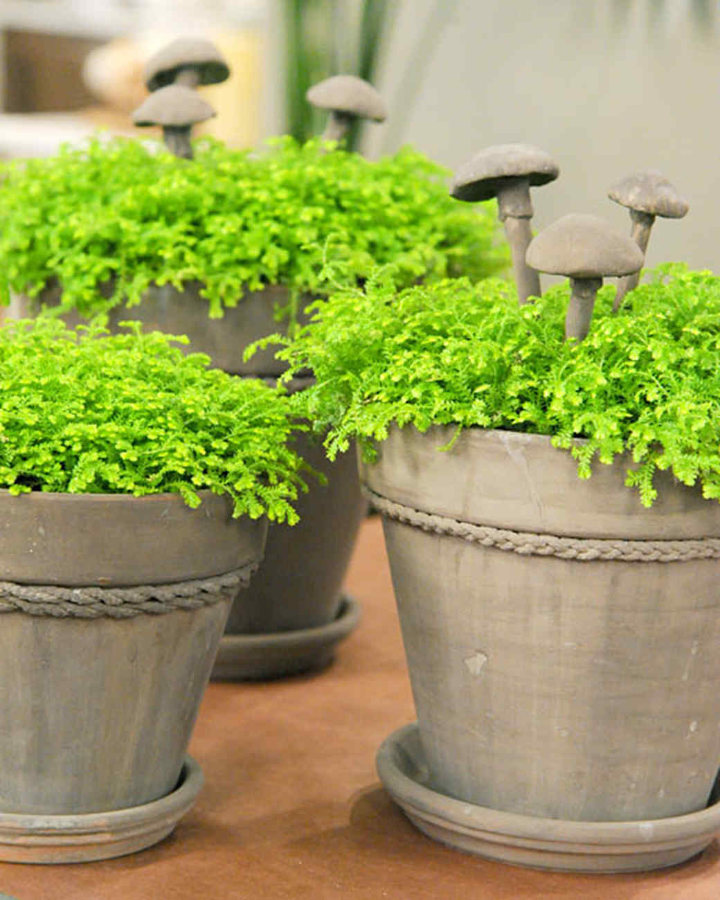 Martha Stewart Craft Paint On Ceramic Martha Stewart Craft Paint On Ceramic