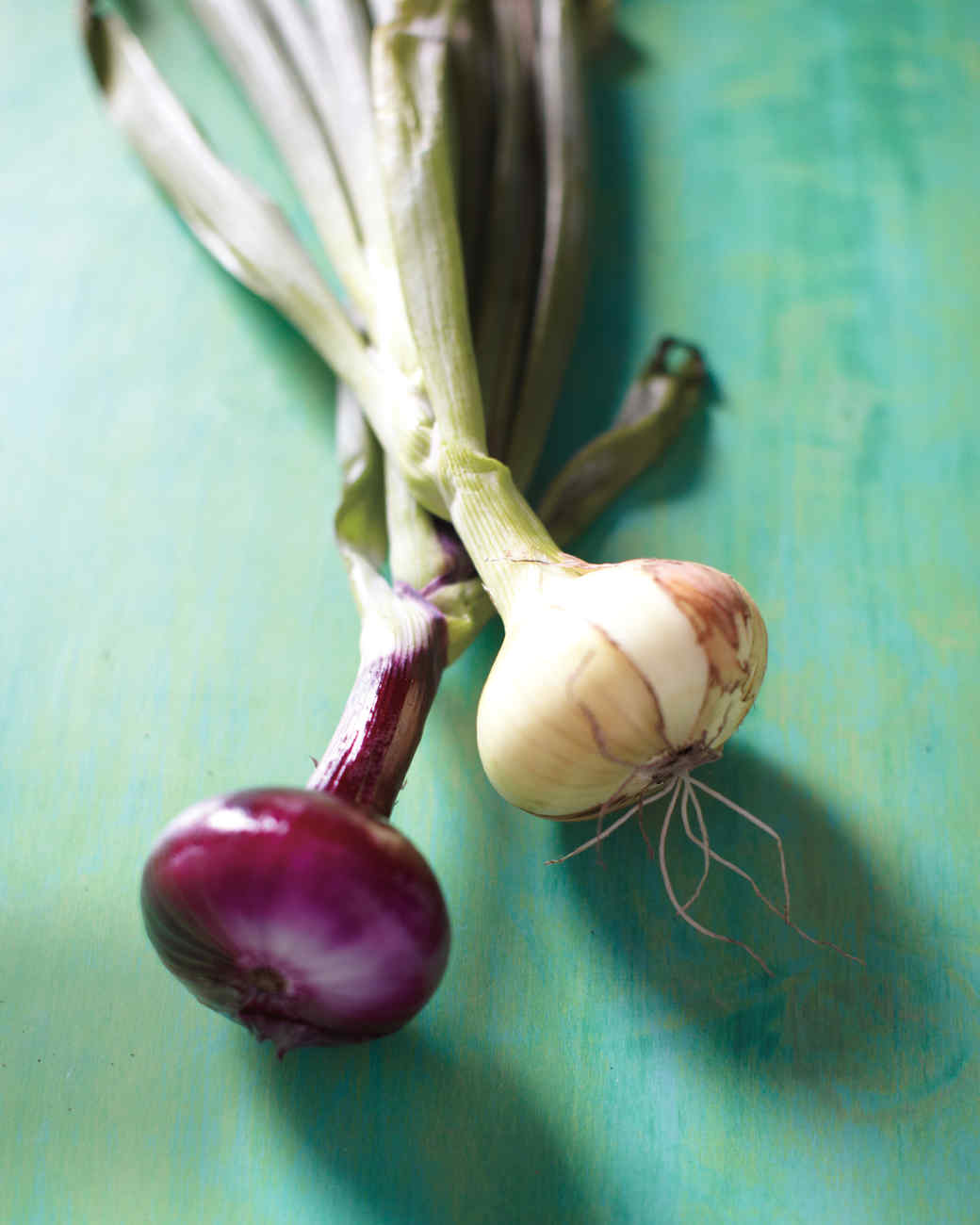 The Early Onion Martha Stewart