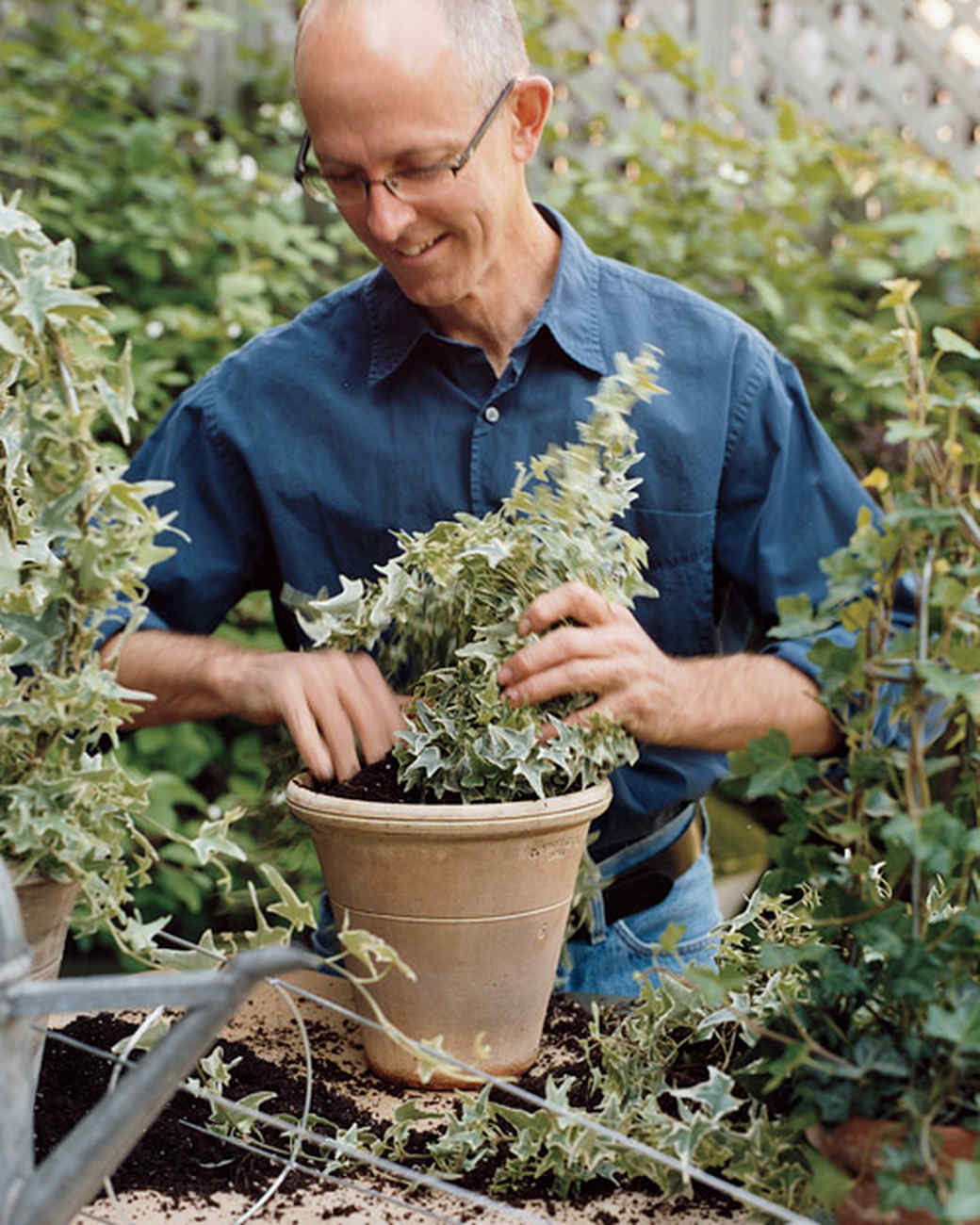 How to Make Ivy Topiaries Martha Stewart