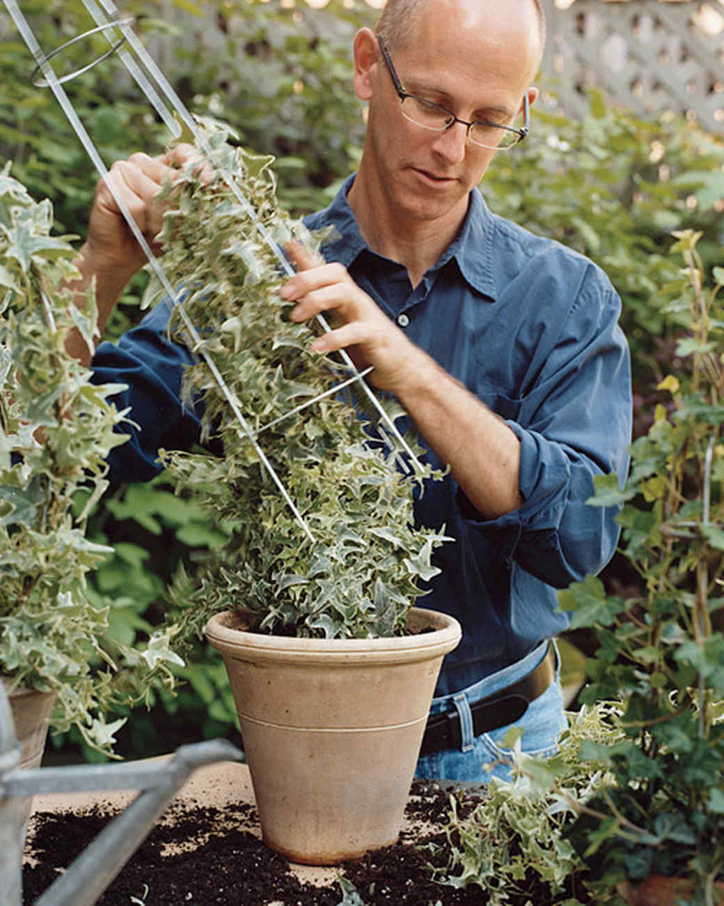How to Make Ivy Topiaries | Martha Stewart