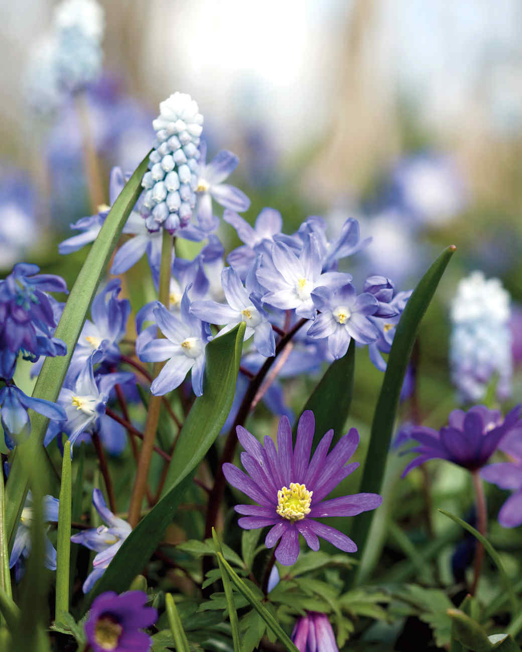 Exquisite Martha Stewart Bulbs Capture Collection Exquisite Martha Stewart Bulbs Capture Collection