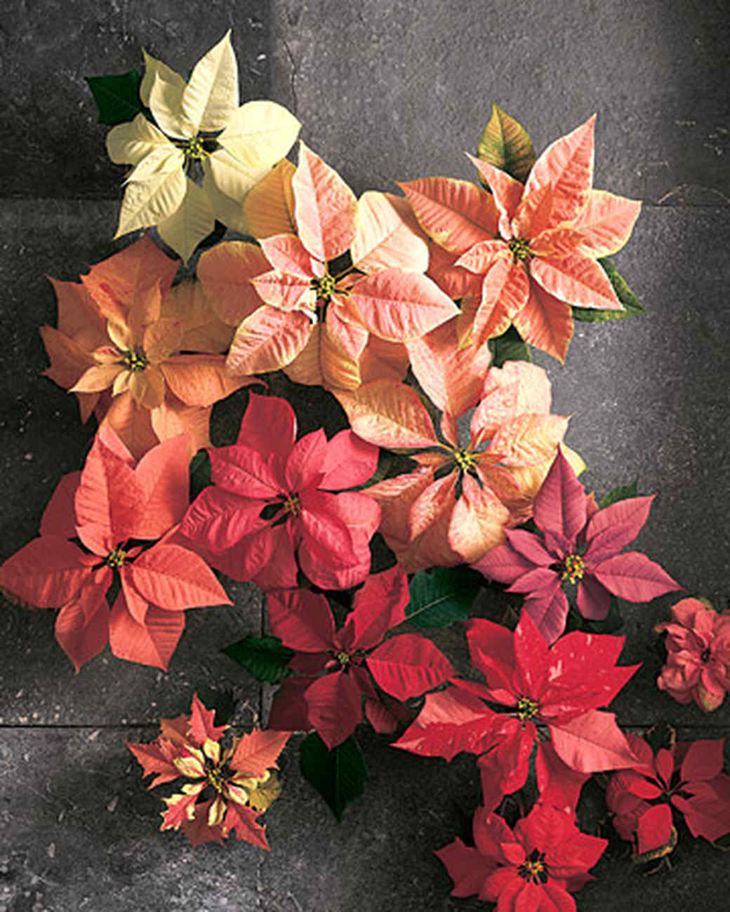 crepe paper poinsettia martha stewart paper poinsettia template