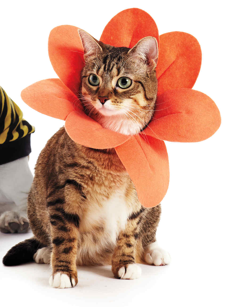 Petaled-Collar Pet Costume | Martha Stewart