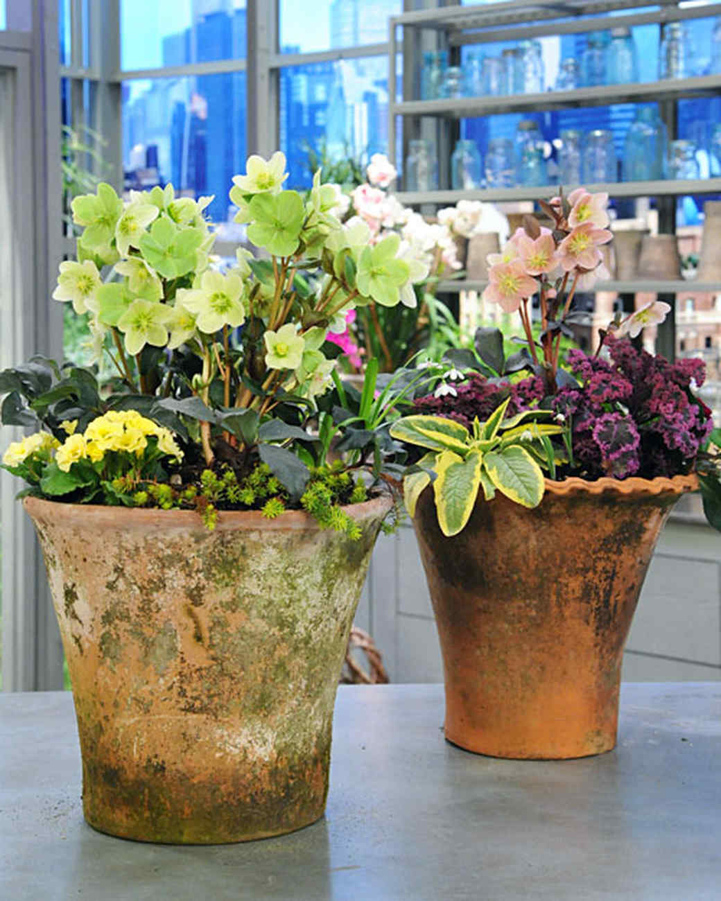 Spring Container Planting & Video | Martha Stewart