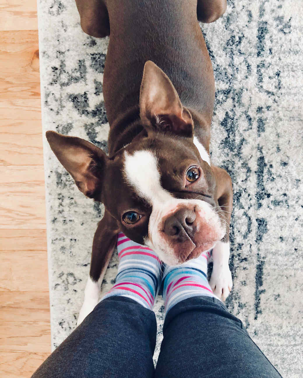 boston terrier dog at womans feet