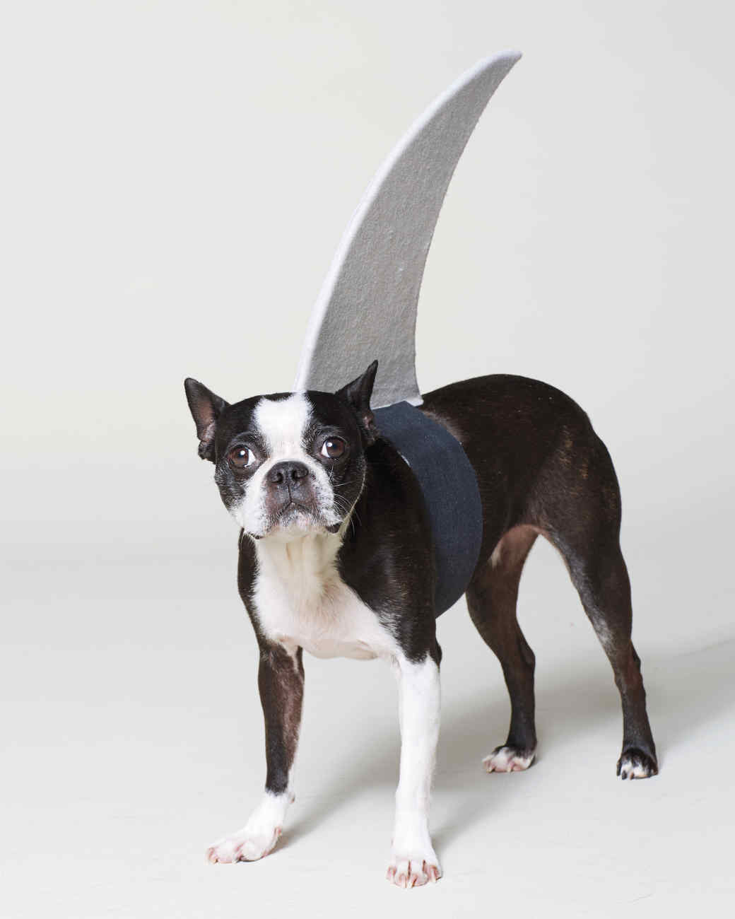 Think Fin: Dog Shark Halloween Costume & Video | Martha Stewart