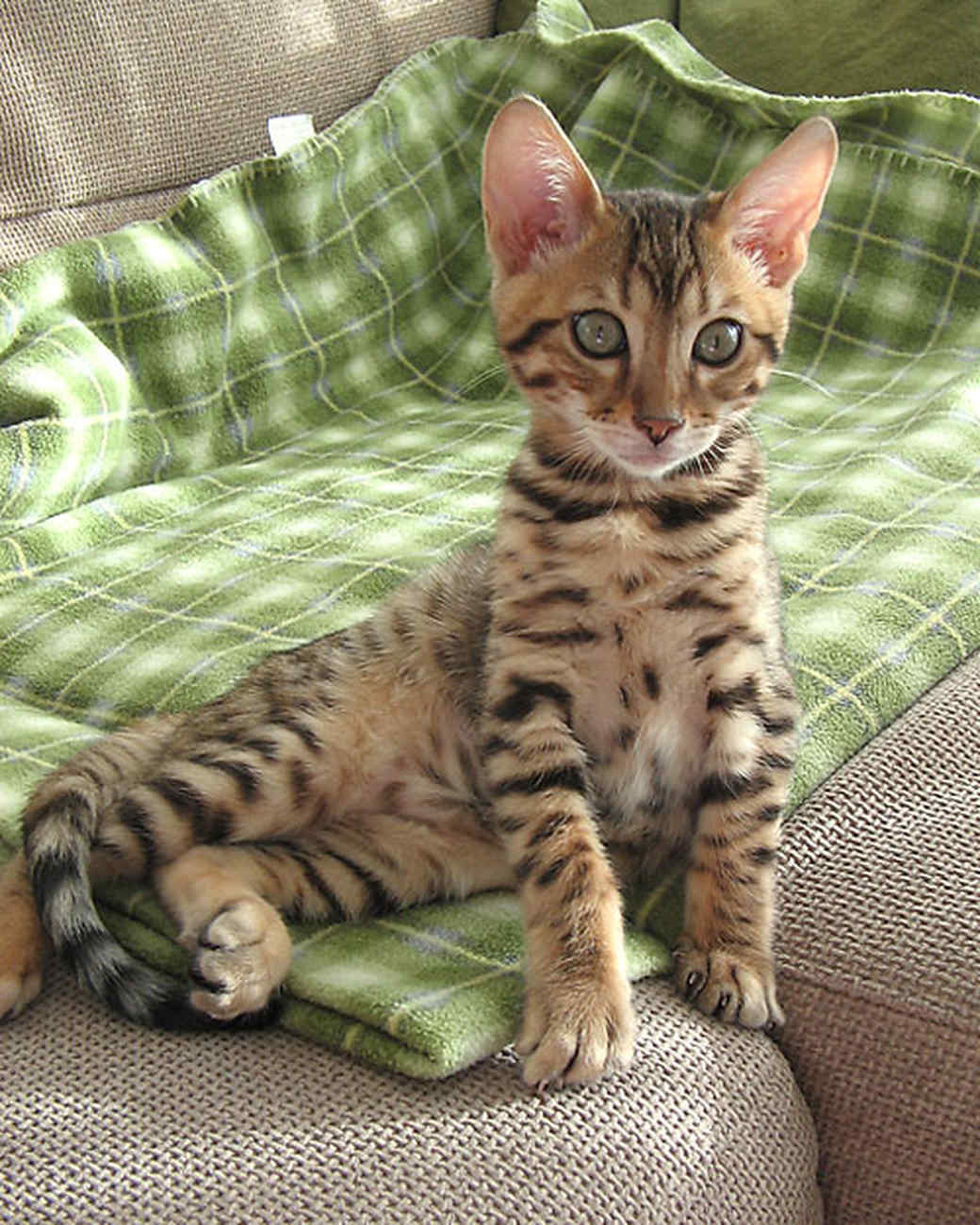 Keep Cats From Tearing Up Furniture Keep Cats From Tearing Up Furniture