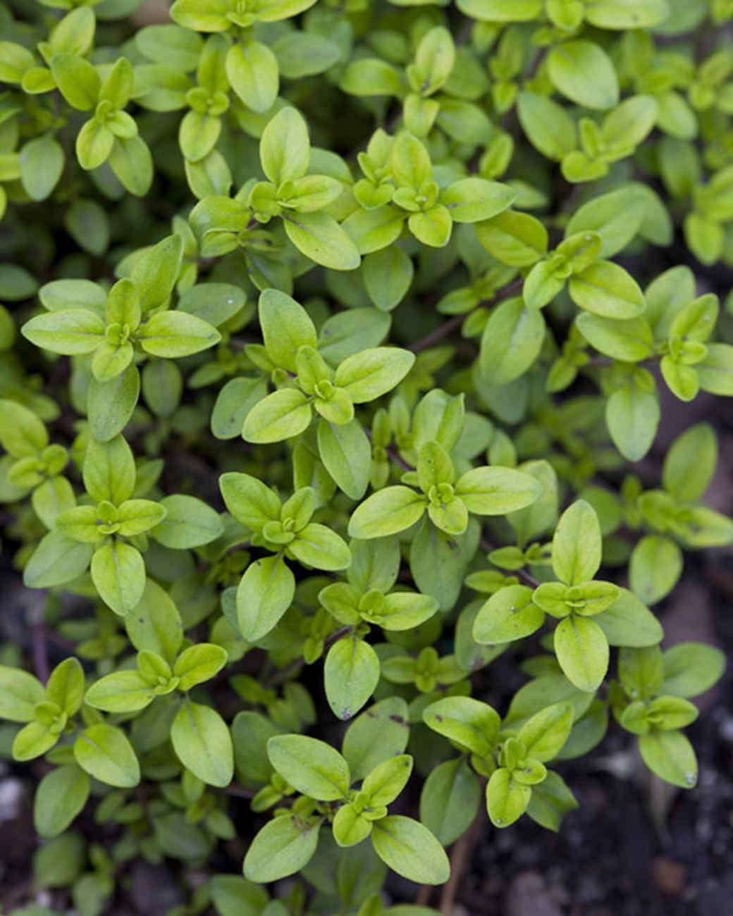 Martha's Culinary Herb Garden Martha Stewart