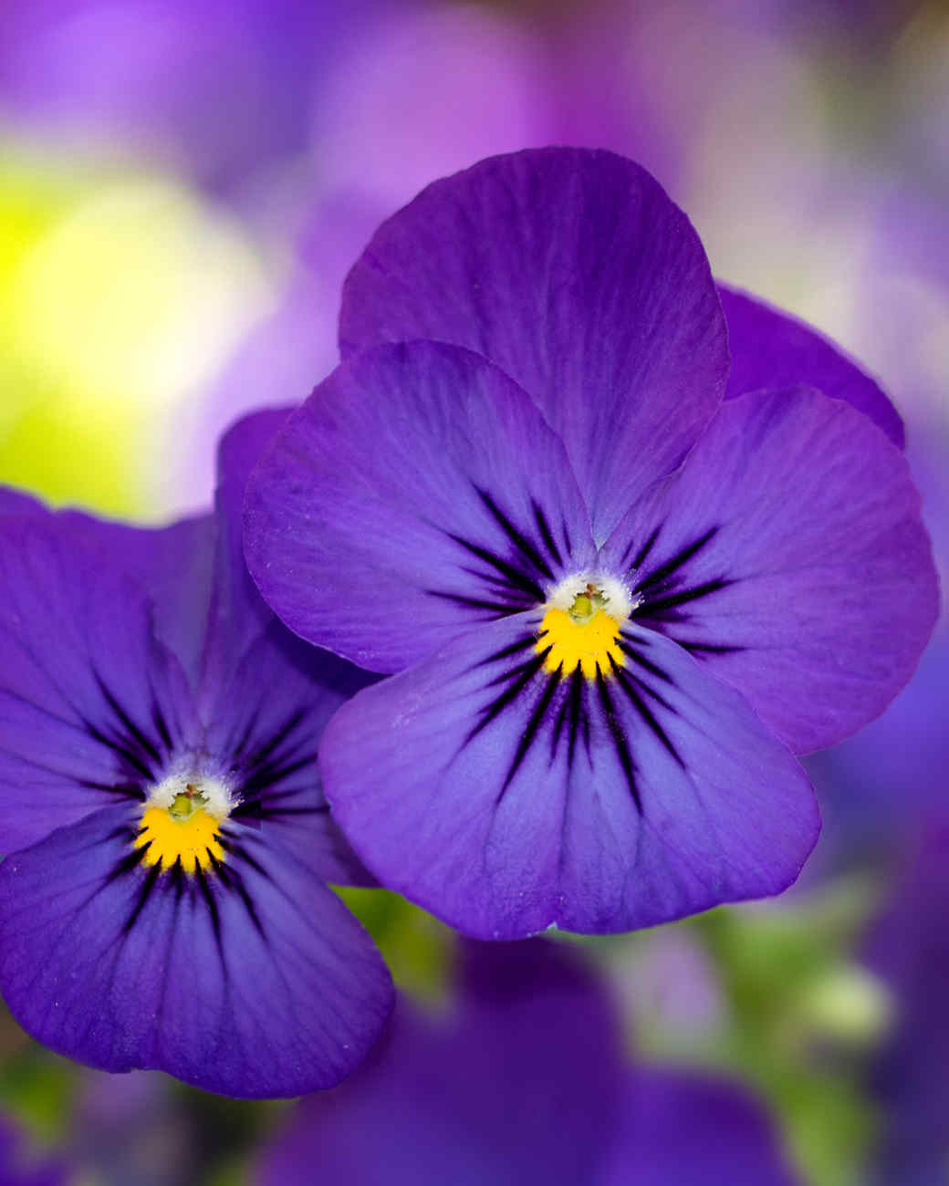 Your Ultimate Guide to Flowering Perennials: Which Popular Plants Bloom When?