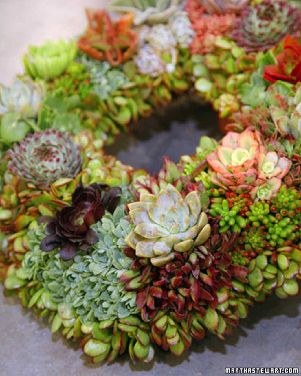 Succulent Wreath Video Martha Succulent Wreath Video Martha