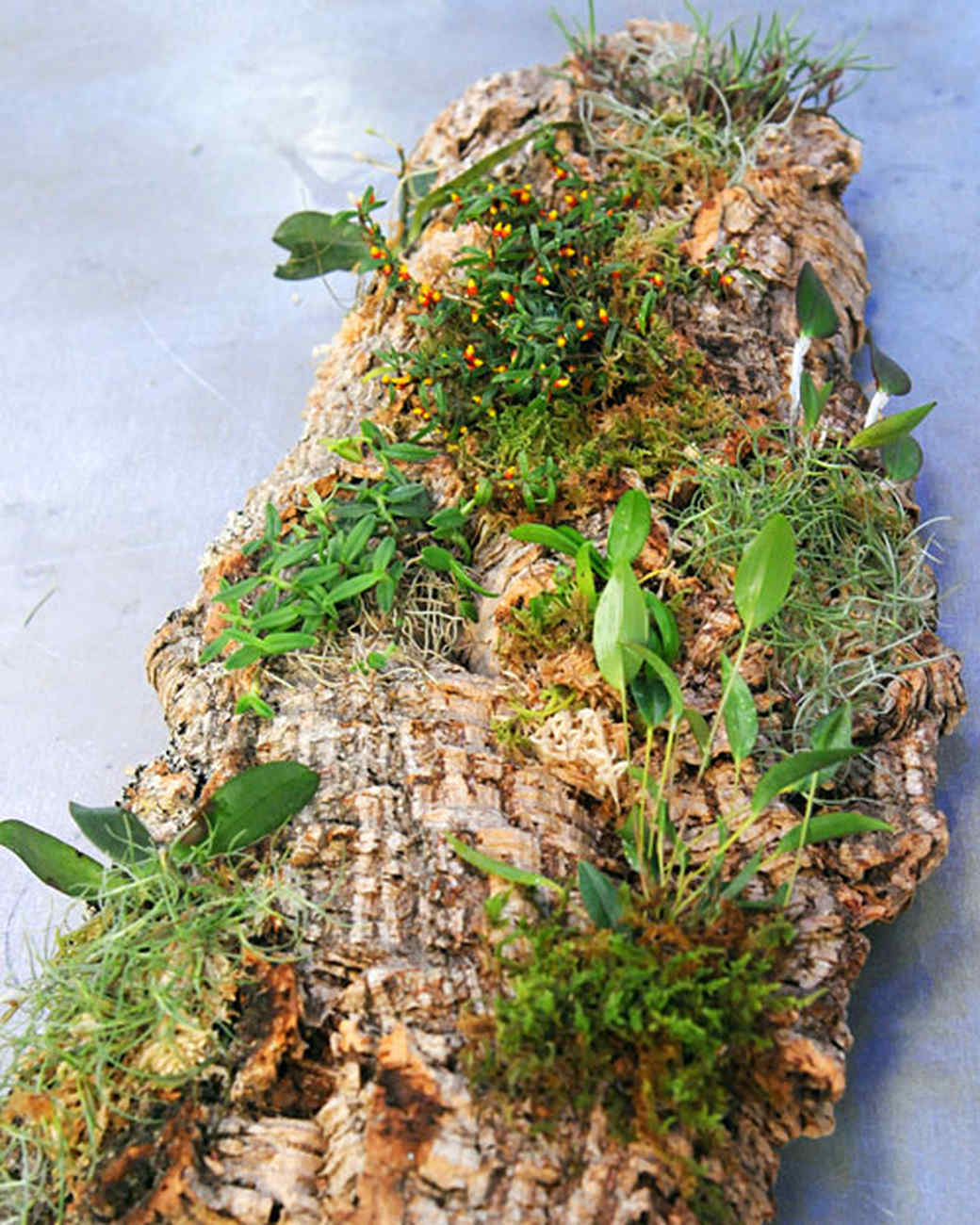 Gardening Projects | Martha Stewart