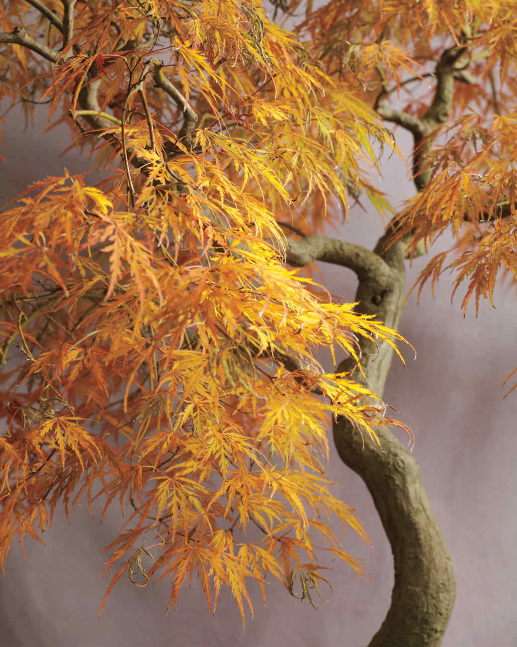 Bonsai Trees Martha Stewart