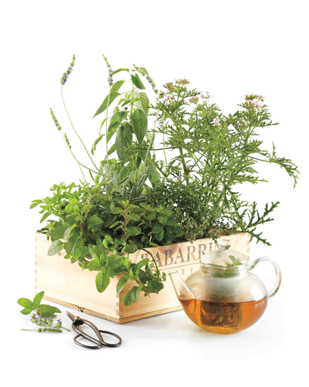 Tea Garden In A Box Martha Stewart Tea Garden In A Box
