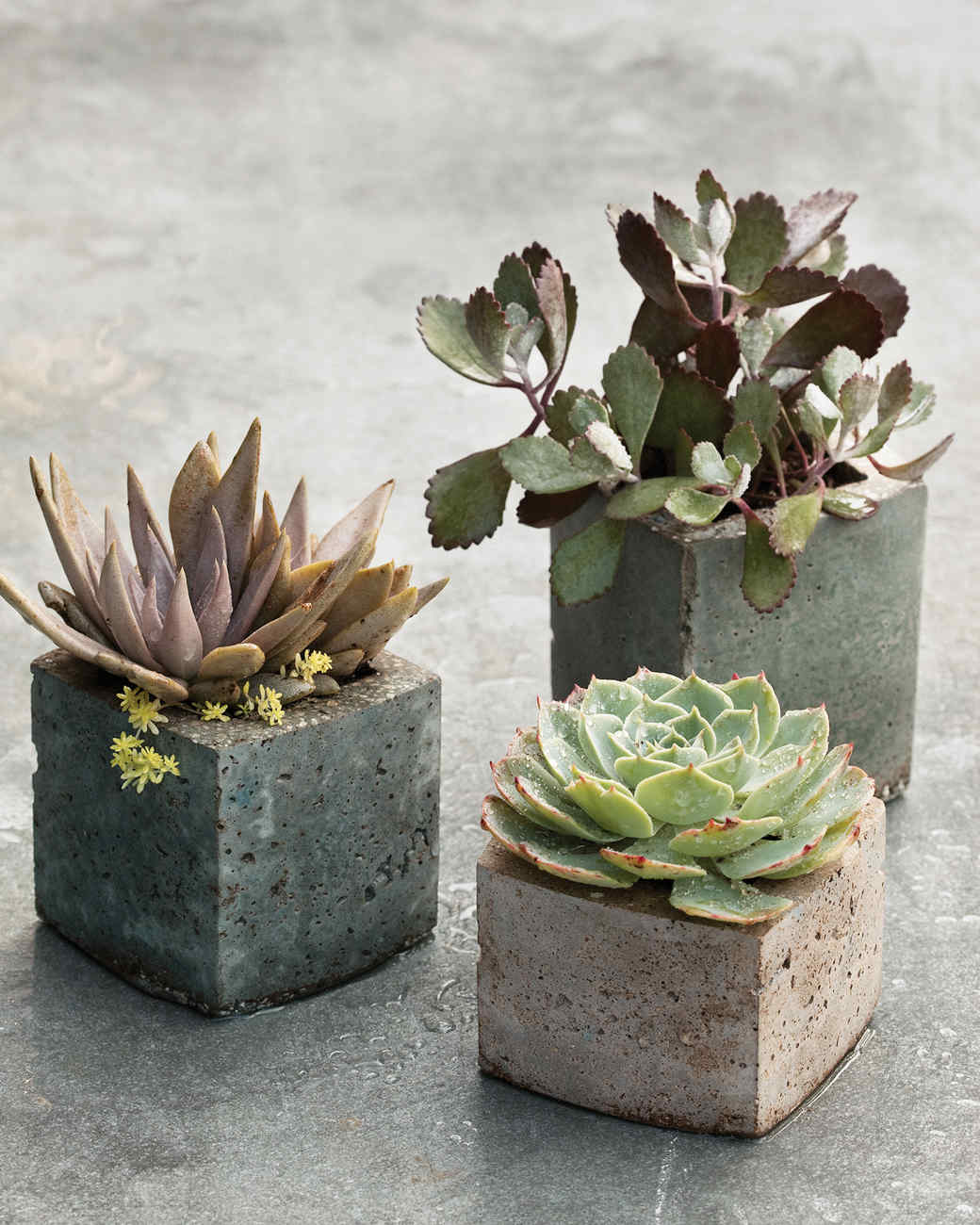 Decorative Flowerpots And Planters Martha
