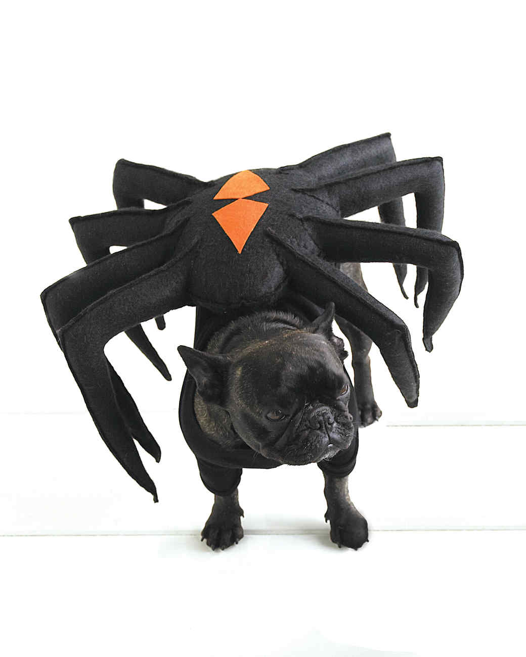Spider Dog Pet Costume Martha Stewart Spider Dog Pet Costume Martha Stewart