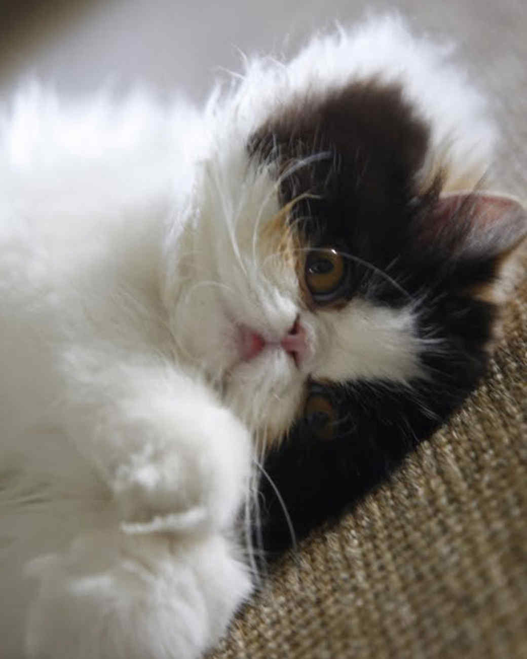 Martha's Cats Martha Stewart