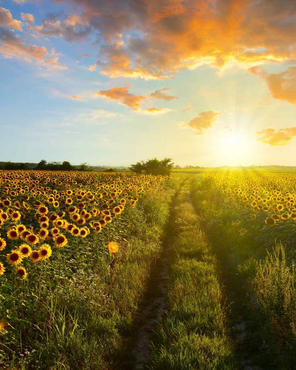 The Most Beautiful Flower Fields to Visit in the U.S. Martha Stewart