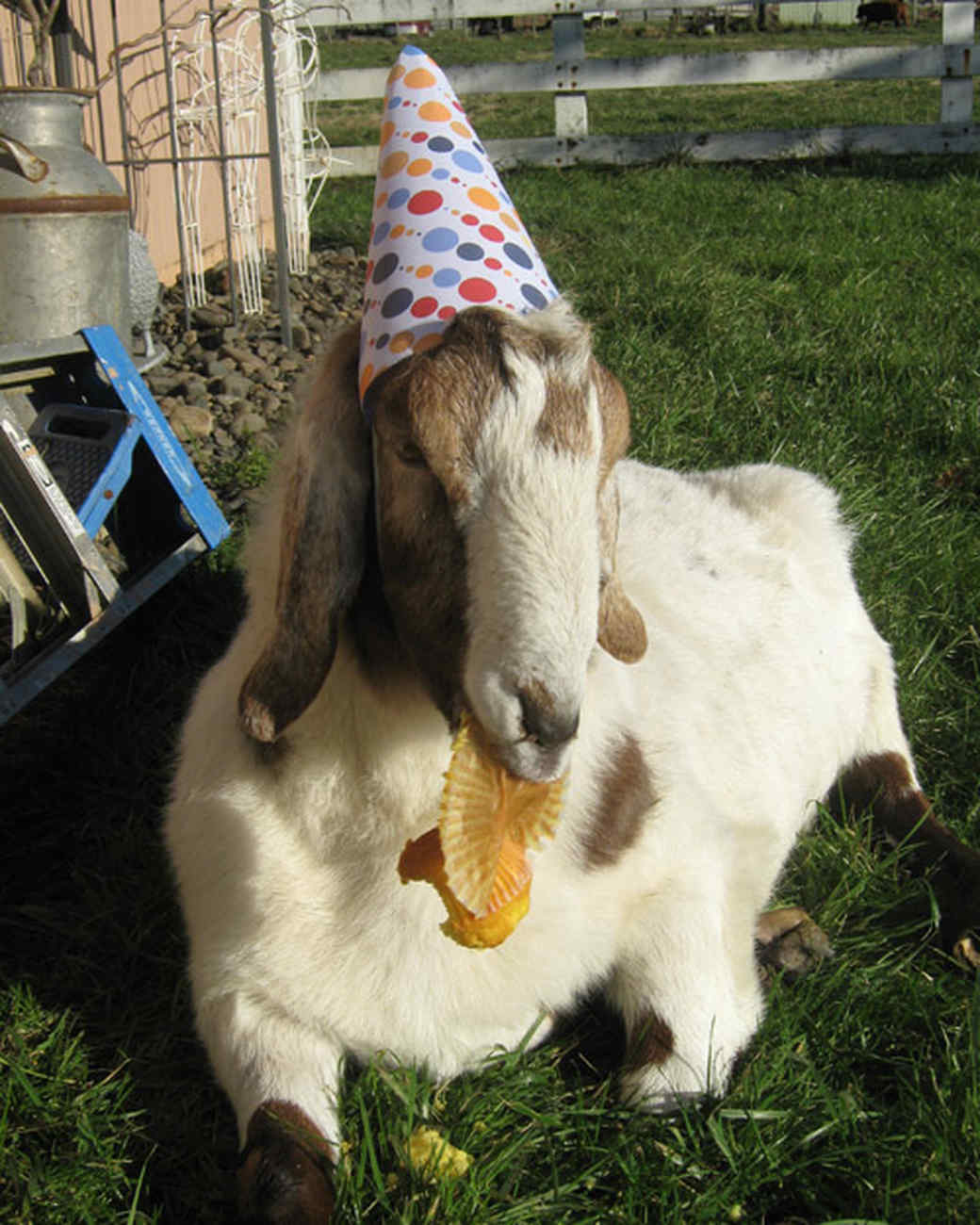 Party Animal Contest Martha Stewart