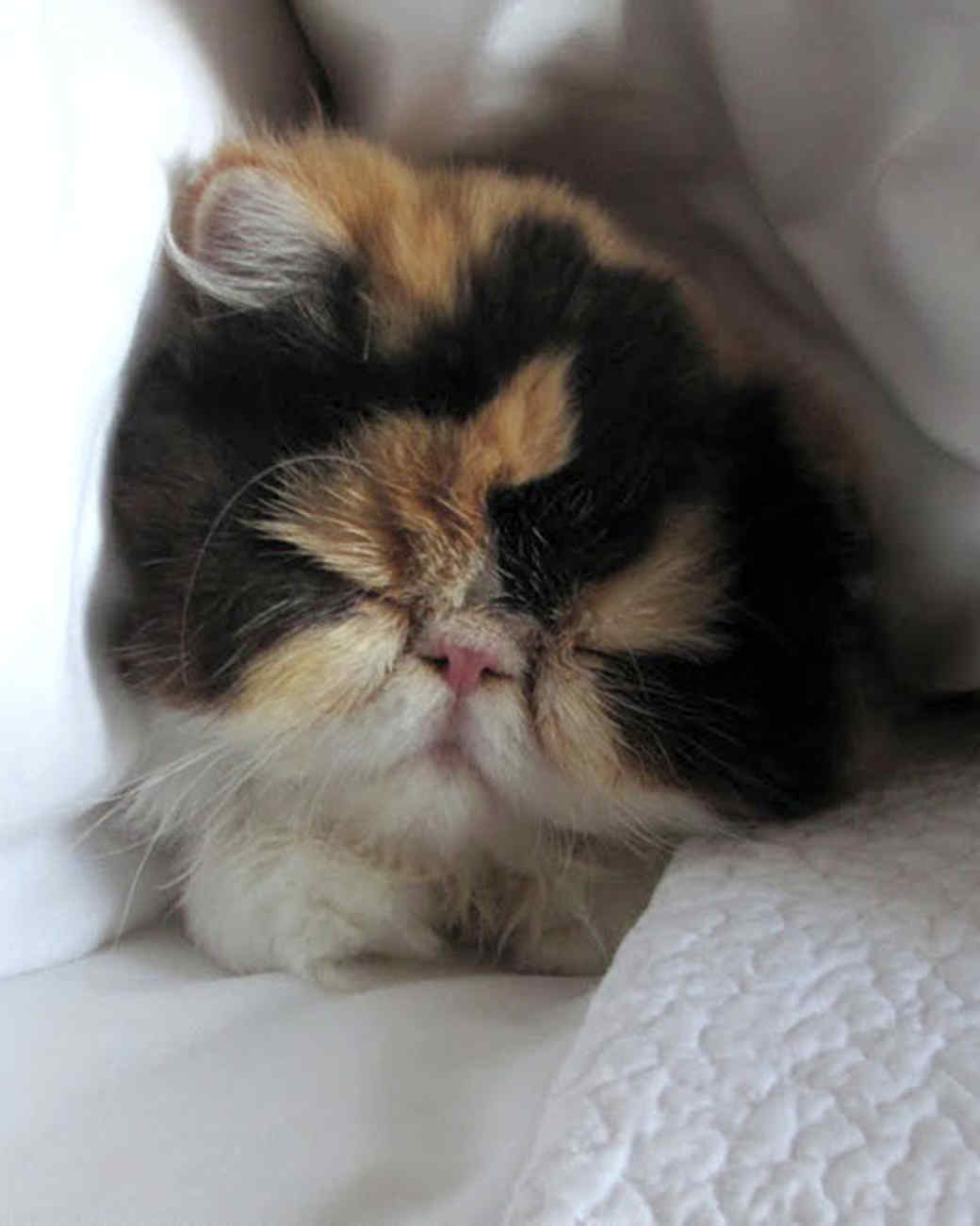 Martha's Cats Martha Stewart