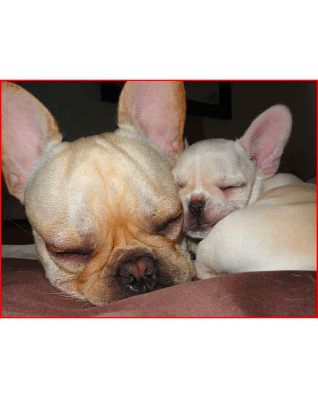 Lazy Pets 2010 Photo Contest | Martha Stewart