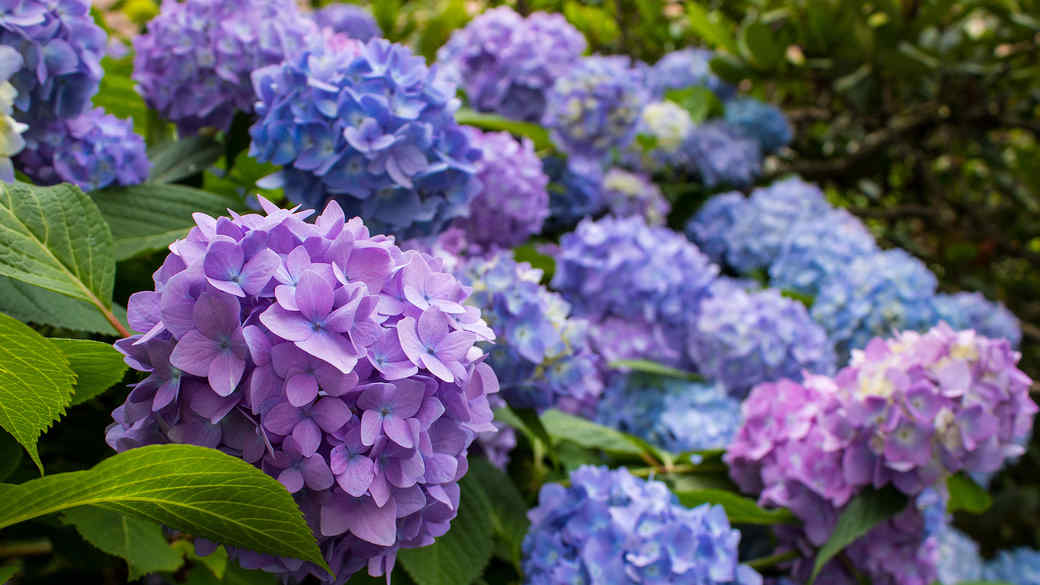blue and purple hydrangeas