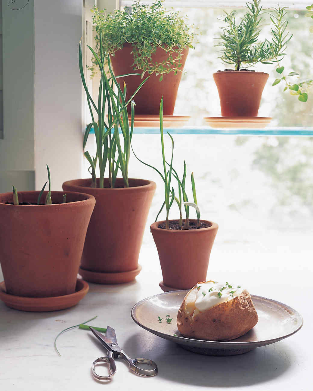 How To Grow Garlic Indoors Martha