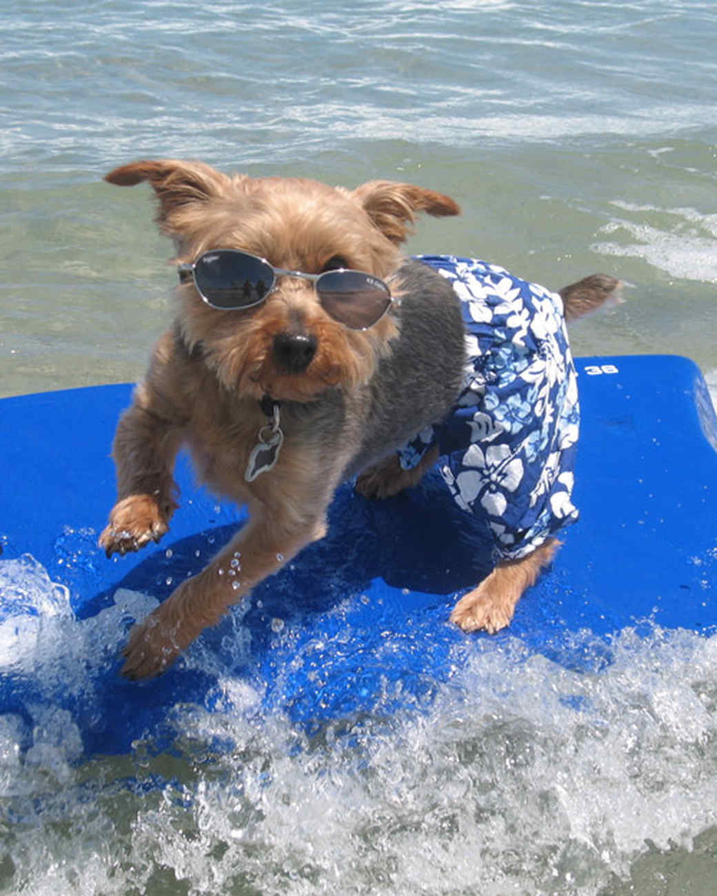 Image result for yorkie surf