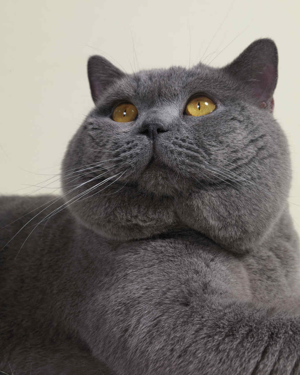 British Shorthair Vs Bengal - British Shorthair