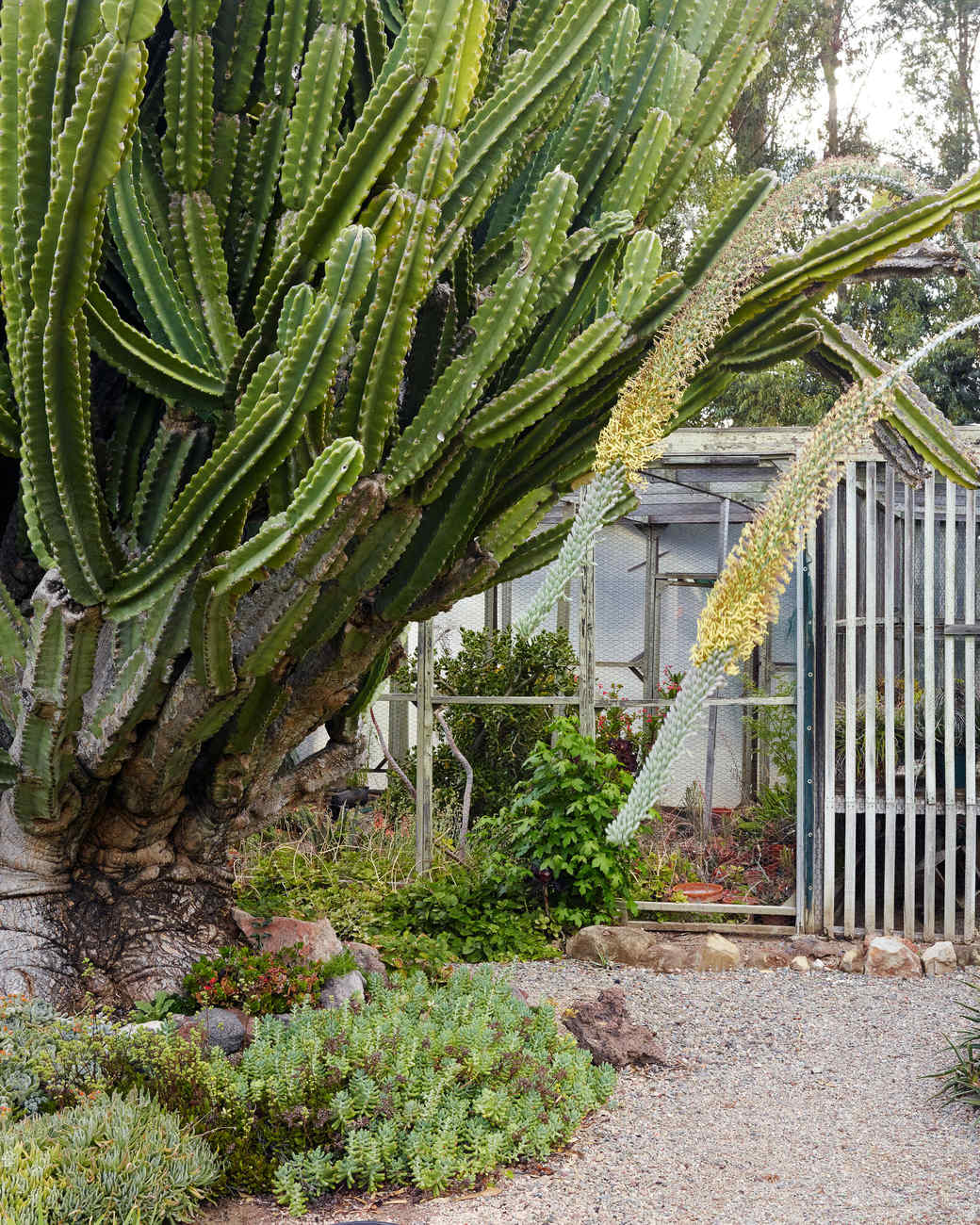 The Bold Dry Garden: Inside One of the Most Spectacular Succulent ...