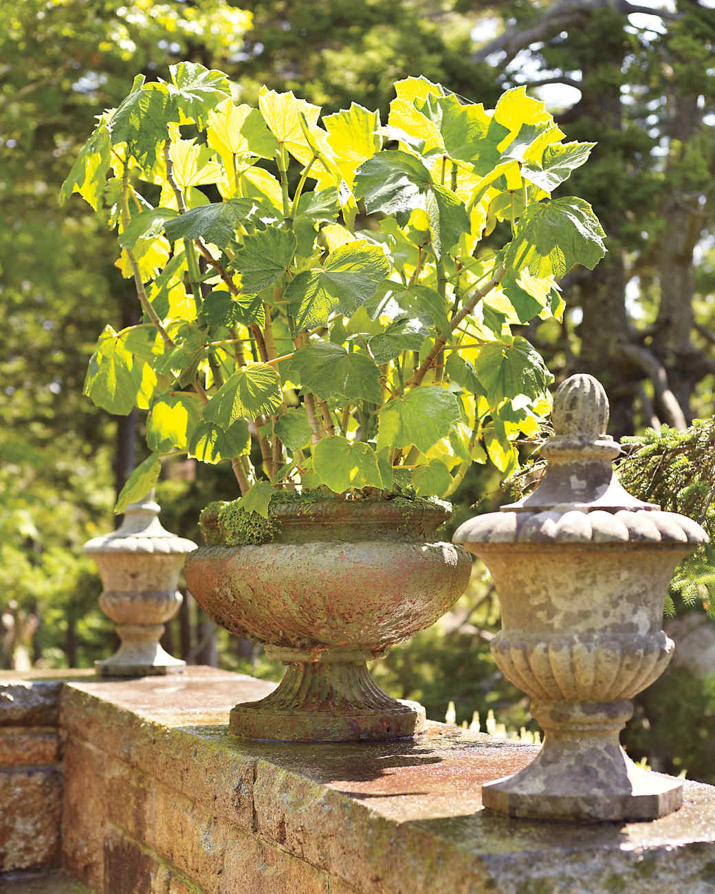 Martha s Skylands Home in Maine Tour the Gardens container gardens skylands maine 11 d vert