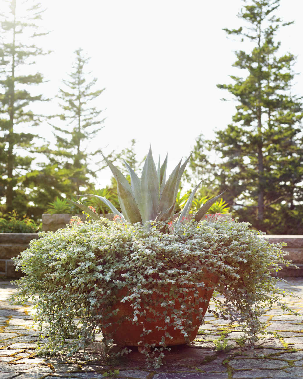 Martha s Skylands Home in Maine Tour the Gardens container gardens skylands maine 16 d vert