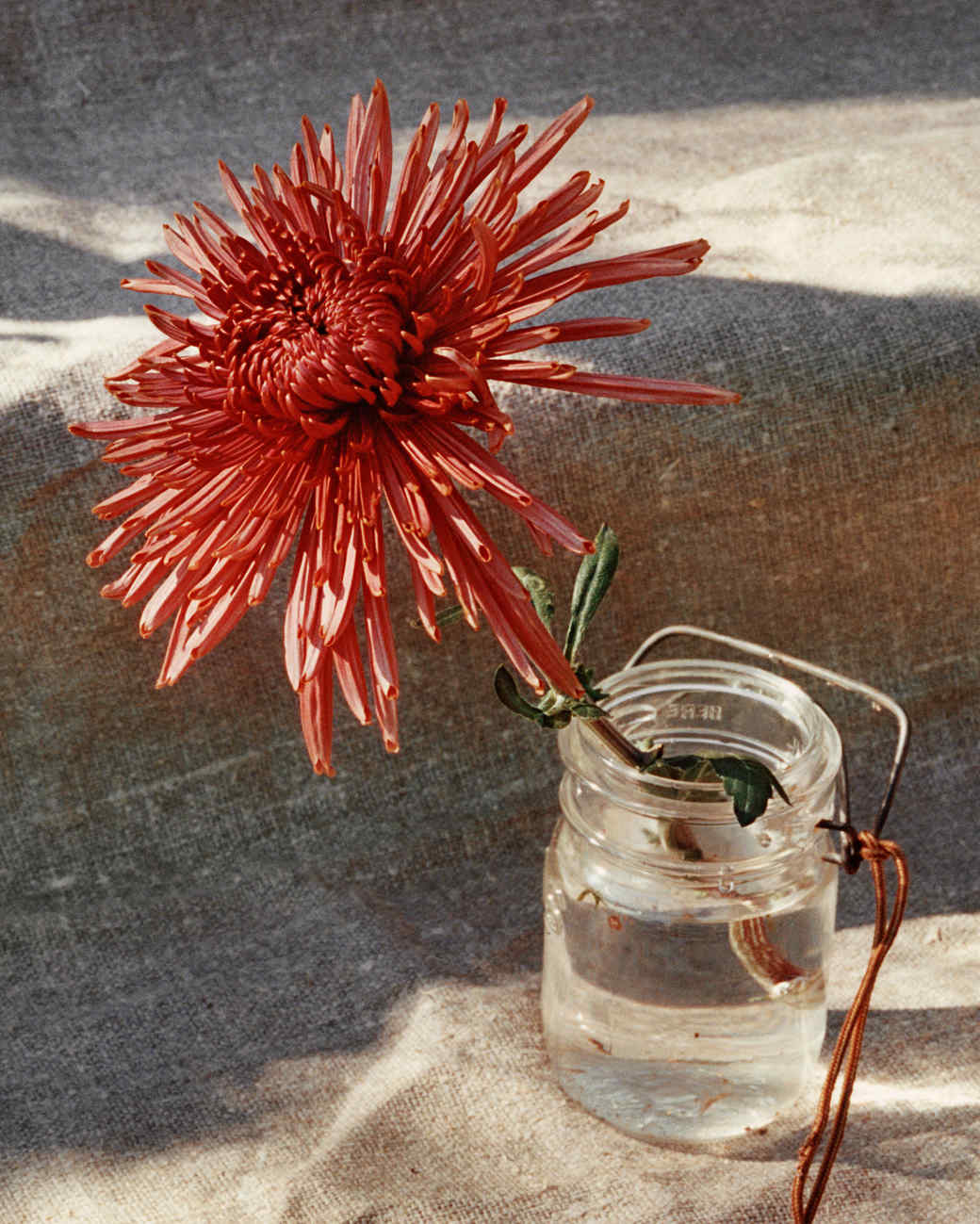 13 Spectacularly Stunning Species of Chrysanthemum Martha Stewart