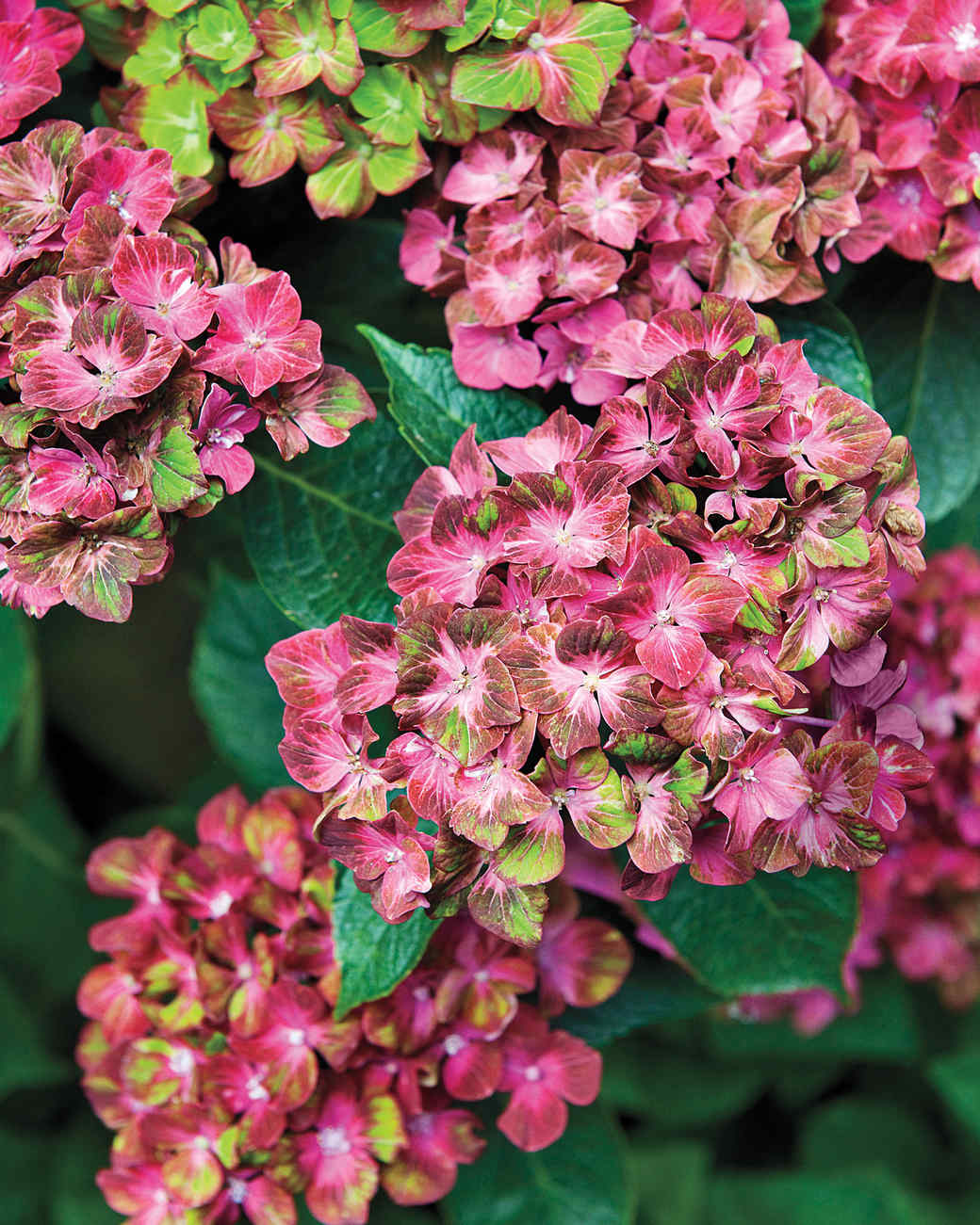 Breathtaking Summer Hydrangeas | Martha Stewart