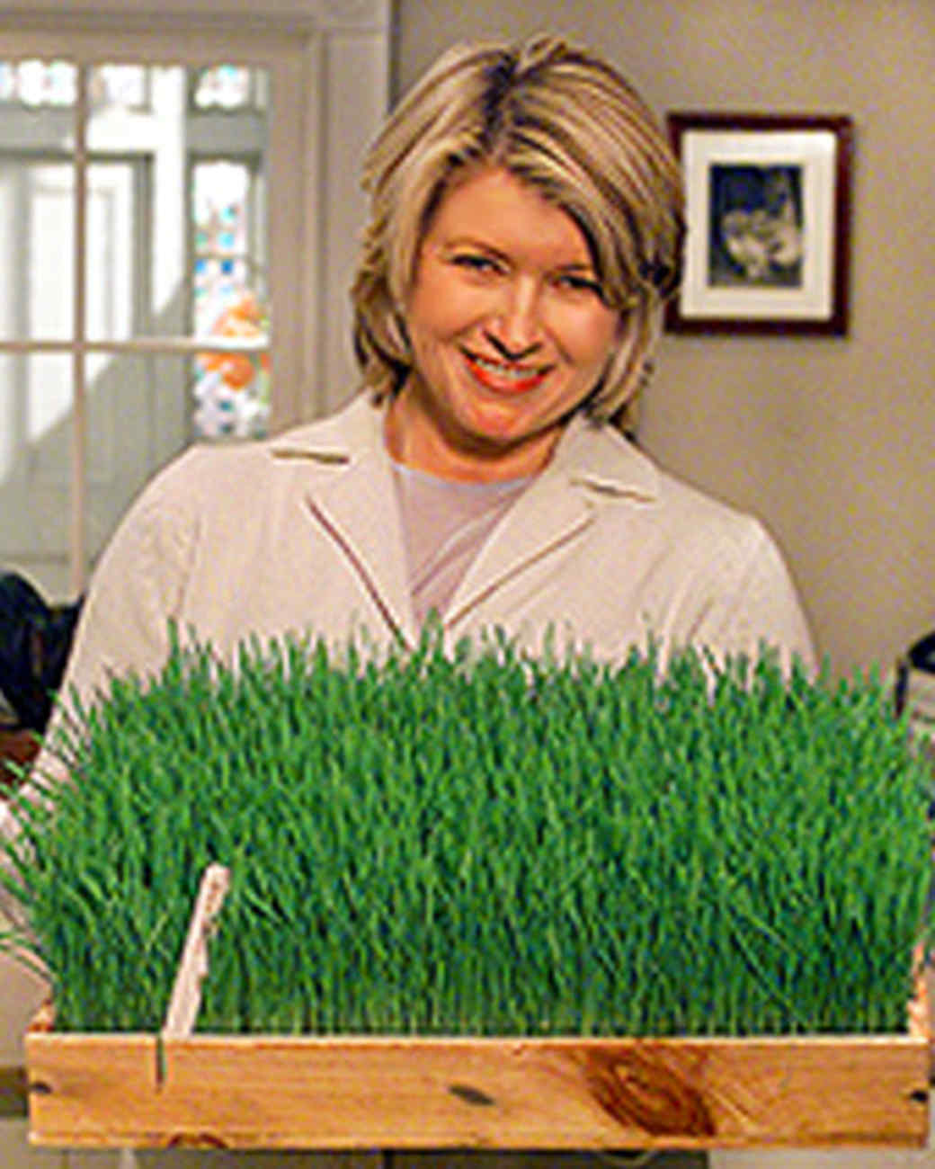 Sowing Grass for Easter Martha Stewart
